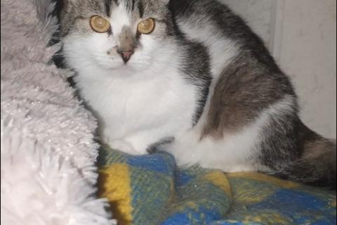 В дар кошку. Мэри — кошка с большим сердцем. Фото3