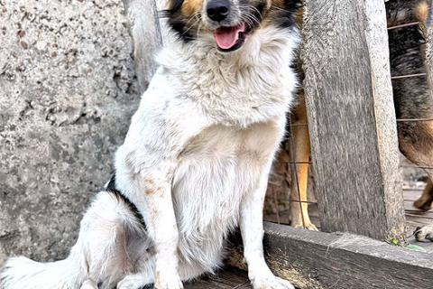 В дар собаку. Ищем дом для Санты, собаки светлой души. Фото1