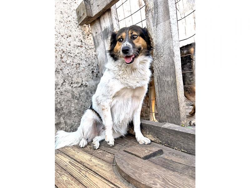 В дар собаку