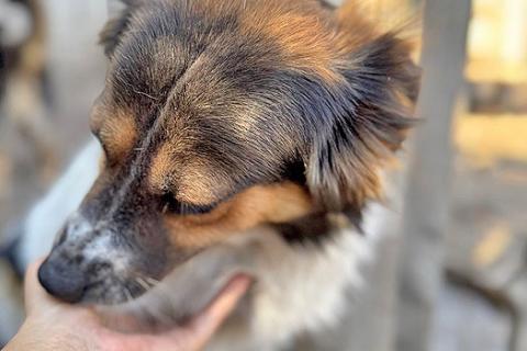 В дар собаку. Ищем дом для Санты, собаки светлой души. Фото4