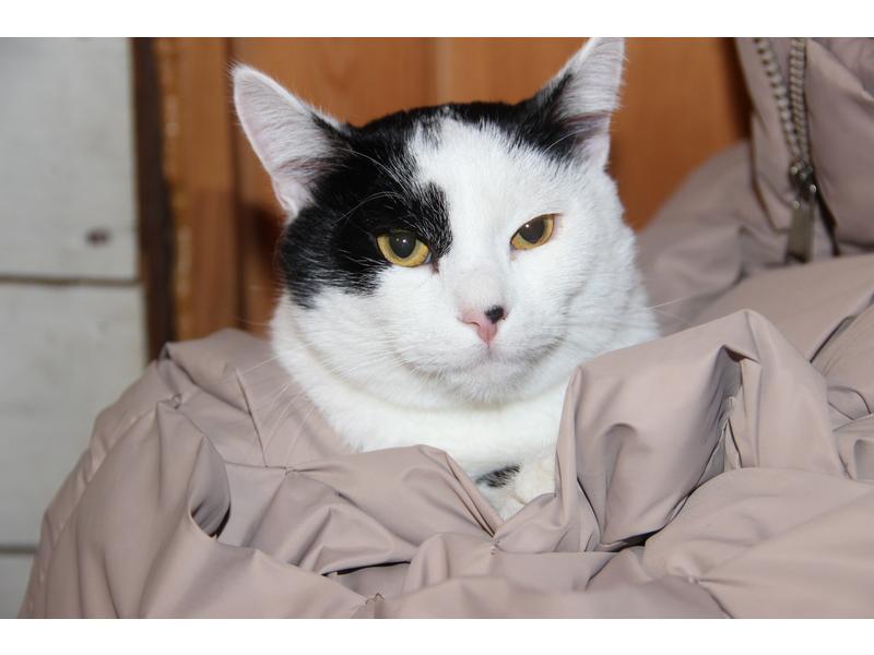 В дар кошку