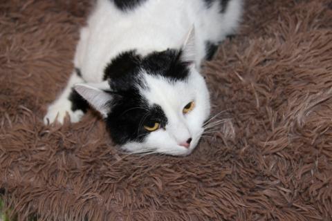 В дар кошку. Нежный и абсолютно бесконфликтный парень Симба в дар. Фото4