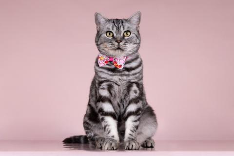 В дар кошку. Шотландская мраморная кошка Моника в добрые руки. Фото1