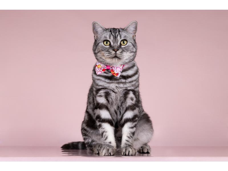 В дар кошку