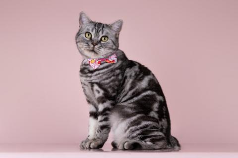 В дар кошку. Шотландская мраморная кошка Моника в добрые руки. Фото2