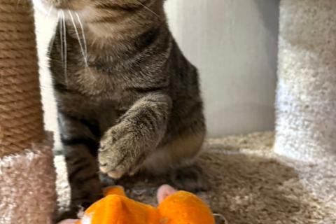 В дар кошку. Серый котенок малыш Гномик ищет дом. Фото3