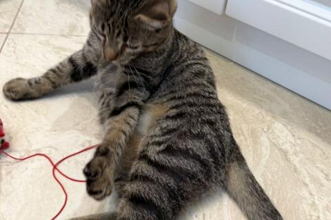 В дар кошку. Серый котенок малыш Гномик ищет дом. Фото4