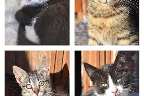 В дар кошку. Ласковые, трогательные котята мальчики и девочки ищут дом. Фото1