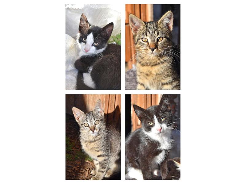 В дар кошку