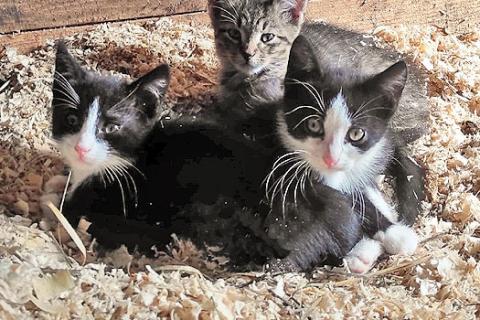 В дар кошку. Ласковые, трогательные котята мальчики и девочки ищут дом. Фото3