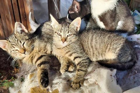 В дар кошку. Ласковые, трогательные котята мальчики и девочки ищут дом. Фото4