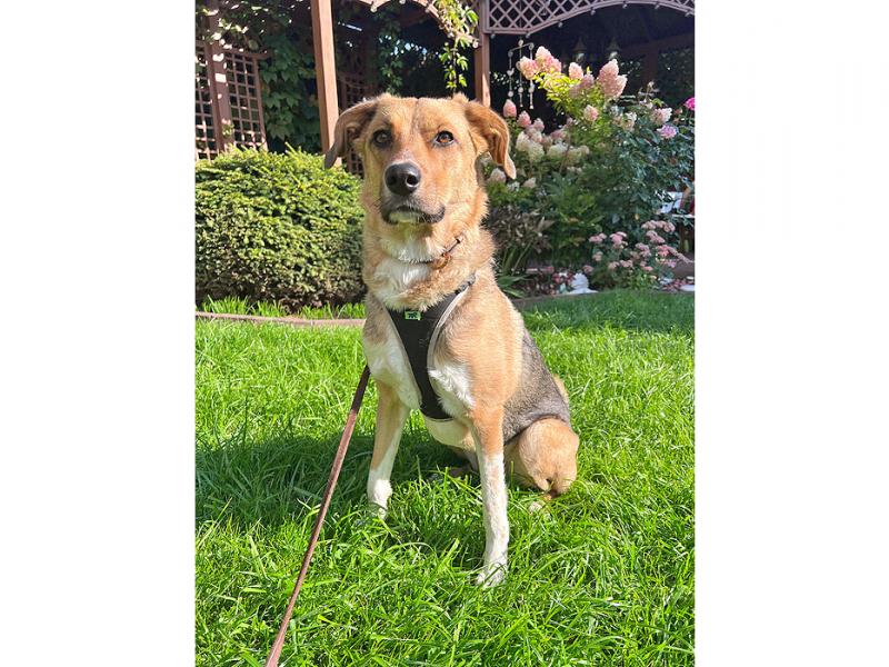 В дар собаку