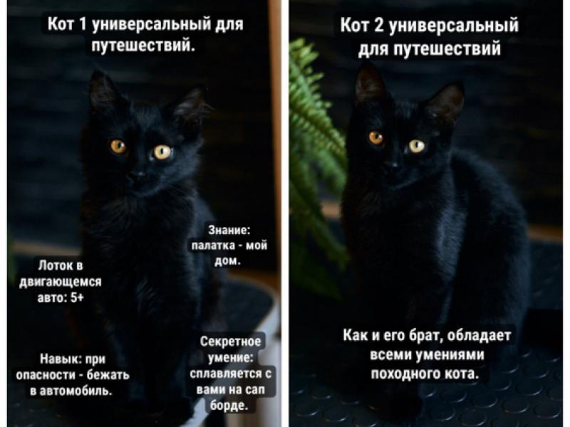 В дар кошку