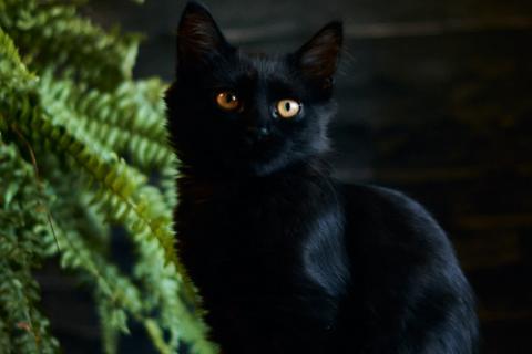 В дар кошку. Активные бесстрашные черные котята-мальчики в добрые руки. Фото2