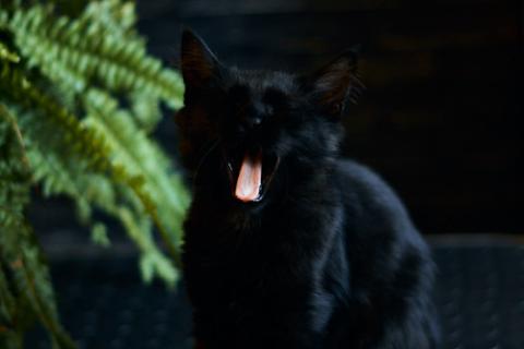 В дар кошку. Активные бесстрашные черные котята-мальчики в добрые руки. Фото3