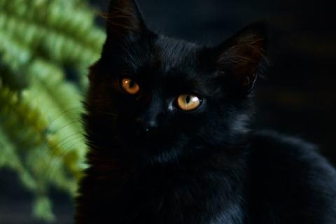 В дар кошку. Активные бесстрашные черные котята-мальчики в добрые руки. Фото4