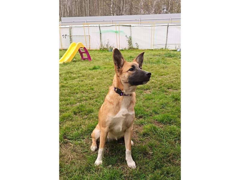 В дар собаку