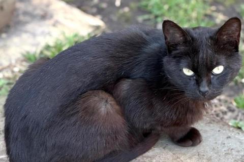 В дар кошку. Черный кот Уголёк в дар. Фото2