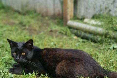 В дар кошку. Черный кот Уголёк в дар. Фото4