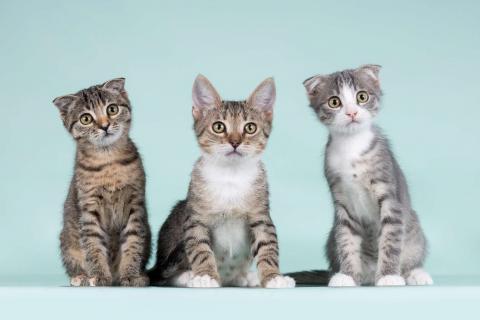 В дар кошку. Вислоухие котята в добрые руки. Фото1