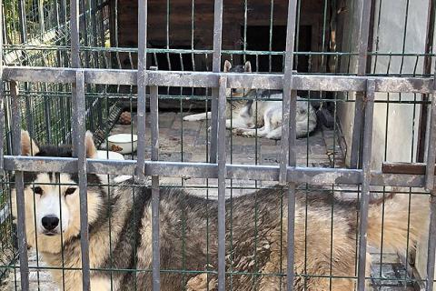 В дар собаку. Ищем дом для двух сибирских хаски Лорда и Сары. Фото4