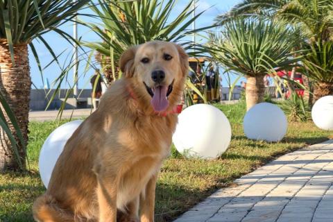 В дар собаку. Голден ретривер Чарли в дар. Фото1