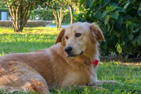 В дар собаку. Голден ретривер Чарли в дар. Фото2