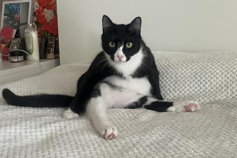 В дар кошку. Добрый и ласковый котик Маркиз ищет дом!. Фото1