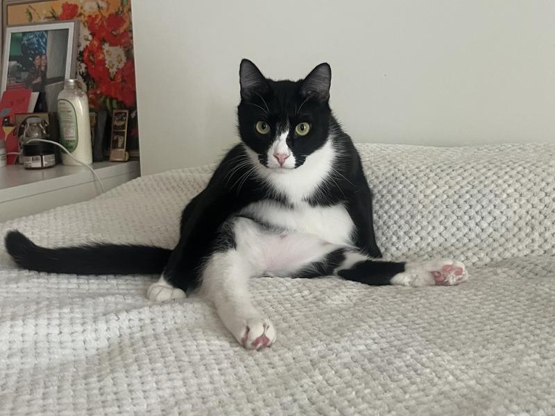 В дар кошку