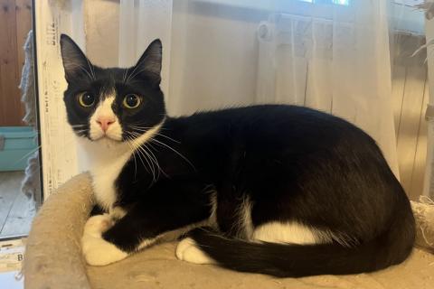 В дар кошку. Добрый и ласковый котик Маркиз ищет дом!. Фото2