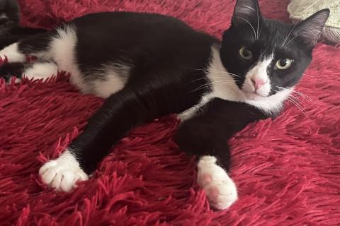 В дар кошку. Добрый и ласковый котик Маркиз ищет дом!. Фото3