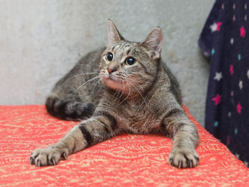 В дар кошку