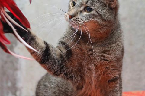 В дар кошку. Ищет дом молодой тигровый котик Сема. Фото2