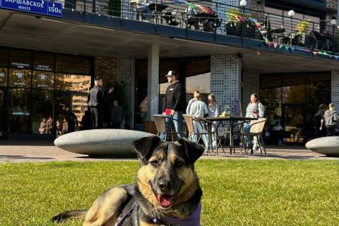 В дар собаку. -Москва, услышьте зов Персея!. Фото1