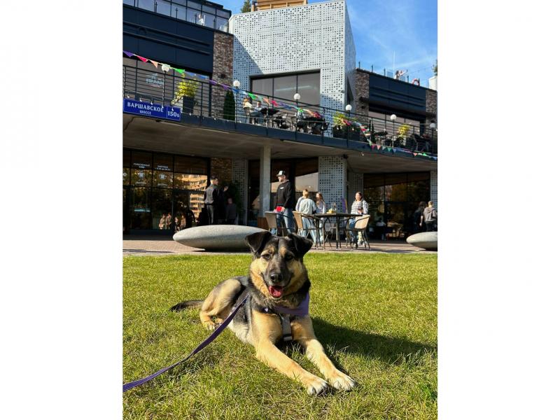 В дар собаку