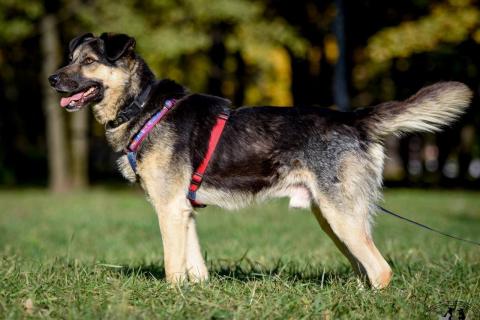 В дар собаку. -Москва, услышьте зов Персея!. Фото2