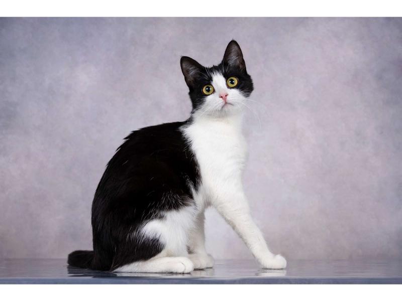 В дар кошку