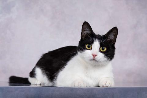 В дар кошку. Грациозность и любопытство– знакомьтесь, Мася!. Фото2