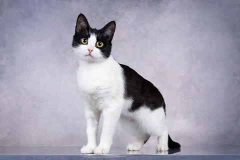 В дар кошку. Грациозность и любопытство– знакомьтесь, Мася!. Фото3