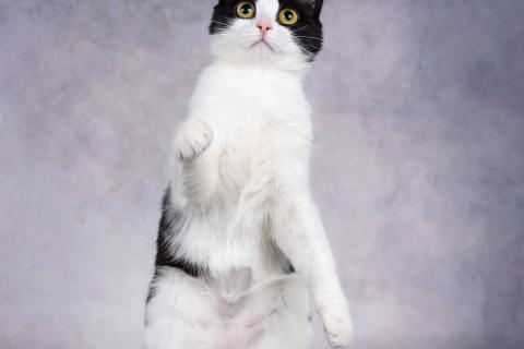 В дар кошку. Грациозность и любопытство– знакомьтесь, Мася!. Фото4