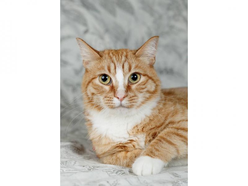 В дар кошку