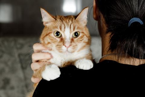 В дар кошку. Солнечная кошечка Шани ищет дом. Фото2