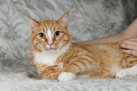 В дар кошку. Солнечная кошечка Шани ищет дом. Фото3