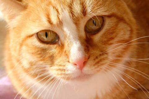 В дар кошку. Солнечная кошечка Шани ищет дом. Фото4