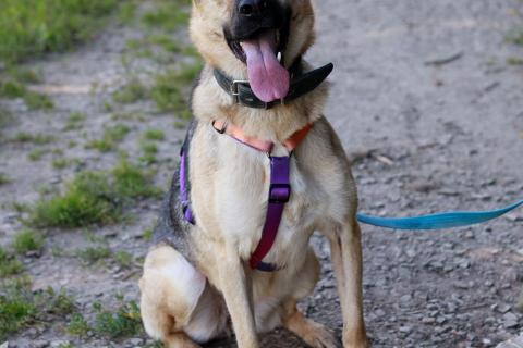 В дар собаку. Мила самая милая и добрая собака ищет дом!. Фото1