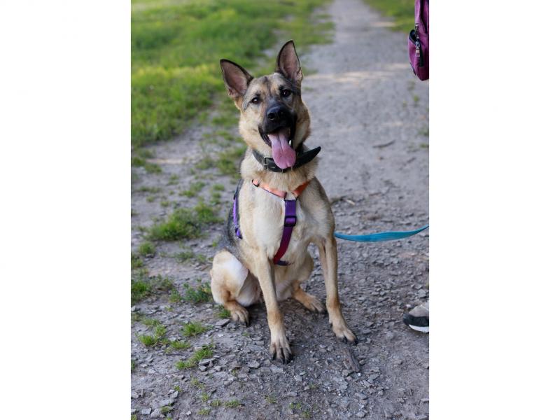 В дар собаку