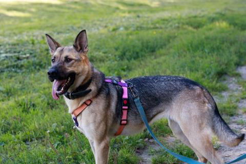 В дар собаку. Мила самая милая и добрая собака ищет дом!. Фото2