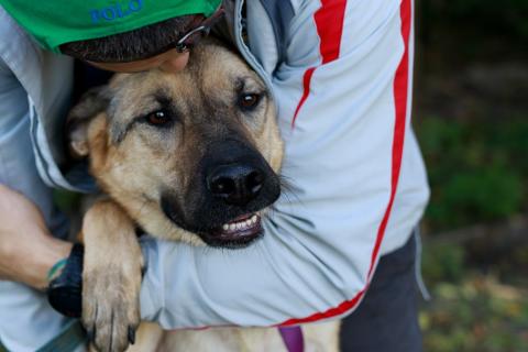 В дар собаку. Мила самая милая и добрая собака ищет дом!. Фото3