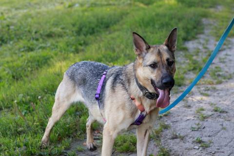 В дар собаку. Мила самая милая и добрая собака ищет дом!. Фото4