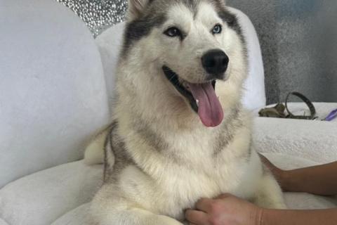 В дар собаку. Хаски Мелисса ищет дом. Фото1